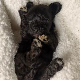 Blueberry - Black female Cavapoo puppy in El Sobrante, California from Mckendra's Legacy