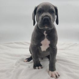 Knox - Blue male Great Dane puppy in Kannapolis, North Carolina from Carolina Great Danes & Toy Poodles