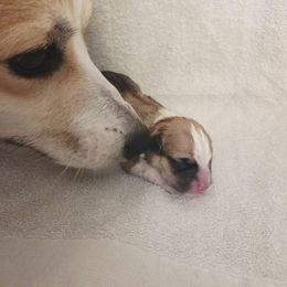 Pembroke Welsh Corgi puppies from Salted Rim Corgis