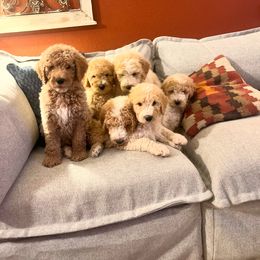 Girl 1 - Cream female Goldendoodle puppy in Lumberton, Texas from Southeast Texas Goldendoodles