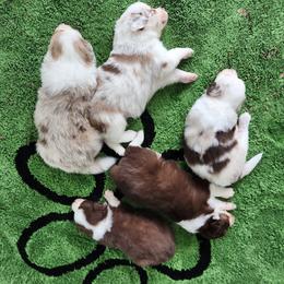 Australian Shepherd Puppies from Out of the Blue Aussies