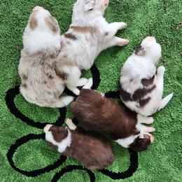 Australian Shepherd Puppies from Out of the Blue Aussies