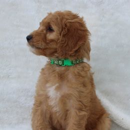 Bernedoodle and Goldendoodle Puppies from Delta Doodles and Poodles