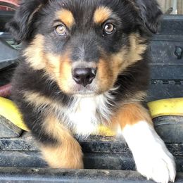 Australian Shepherd Puppies from Sweets' Cattle Co and Australian Shepherds