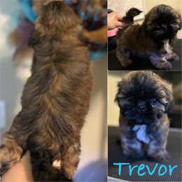 Shih Tzu Puppies from Alki Stars Shih Tzu