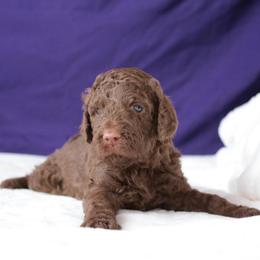 Bentley - Sable male Aussiedoodle puppy in Springfield, Missouri from Aspen River Doodles
