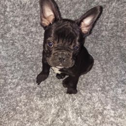 French Bulldog Puppies from Absolute Frenchie Connection