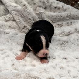 Miniature Australian Shepherd Puppies from Elsa’s lil Wiggle Butts