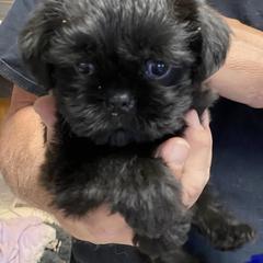 Brussels Griffons and French Bulldogs from Carissa's Brussels Griffons and French Bulldogs