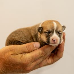 Girl 3 - Red female Pembroke Welsh Corgi puppy in Narvon, Pennsylvania from Corgi Companions (license number 18998)