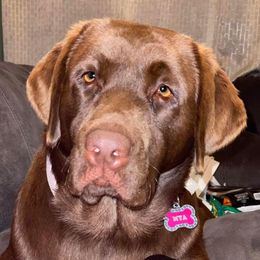 Mya - Labrador Retriever