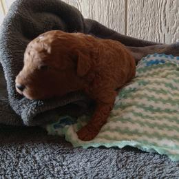 Arlo - Red  male Poodle puppy in Millersburg, Ohio from My Furry Friends