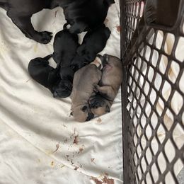 Pug Puppies from Lynnette's Pugs
