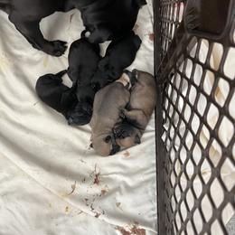 Pug Puppies from Lynnette's Pugs