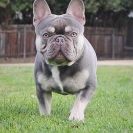 Griz - French Bulldog