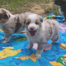 Capri - Red merle female Australian Shepherd puppy in Bumpass, Virginia from Glitterati Australian Shepherds