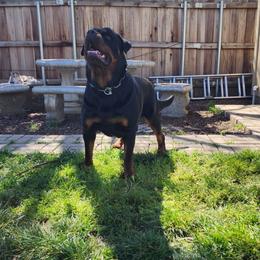 Nijah - Rottweiler
