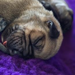 Cane Corso Puppies from Willow Creek Cane Corsos