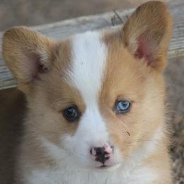 Sable Merle Male - Sable merle and white male American Corgi puppy in Cameron, Texas from Moonstone Corgis & Frenchies