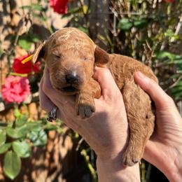 Winifred - Yellow collar - Cream female Goldendoodle puppy in Puyallup, Washington from Dawnie’s Doodles