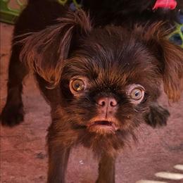 Dark choc rough - Brown female Brussels Griffon puppy in Huntsville, Alabama from Tammy's Brussels
