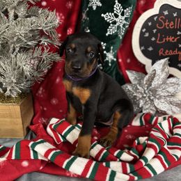 Isla - Black and rust female Doberman Pinscher puppy in Aredale, Iowa from Royal Dynasty Dobermann Kennel