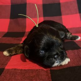 Christian-Green - Red male Shih Tzu puppy in Clarksburg, West Virginia from Pilgrim Shih tzu