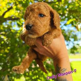 Cockapoo Puppies from Ashley Dedmon