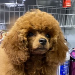 Zeena - Poodle