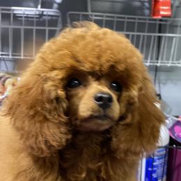 Zeena - Poodle