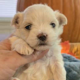 Theodore - Health tested parents - White male Maltese puppy in Greenville, North Carolina from Amanda's Sugar Sweet Puppies