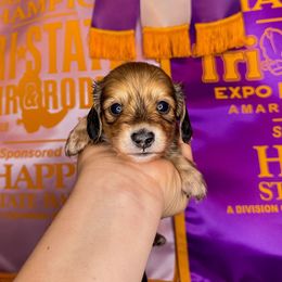 Daisy - Dachshund puppy from 4-L Backyard Dach