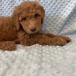 Goldendoodle Puppies from Brighton Doodles