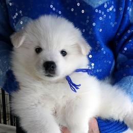 PURPLE - Pablo PICASSO - White male American Eskimo Dog puppy in Redlands, Ca, Usa, California from Tribe of Aryelle