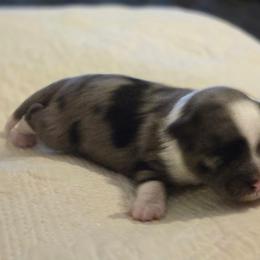 Girl 2 - Blue merle female Aussiedoodle puppy in Junction, Utah from Sugar Doodles