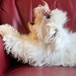 Maltipoos and Poodles from Wright Pups
