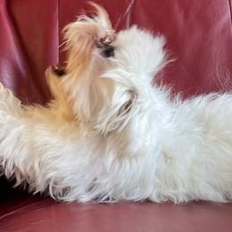 Maltipoos and Poodles from Wright Pups