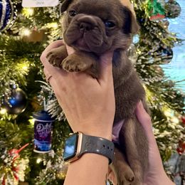 Bluey - Blue male French Bulldog puppy in Rochester, Washington from Frenchie Bulldog Kisses