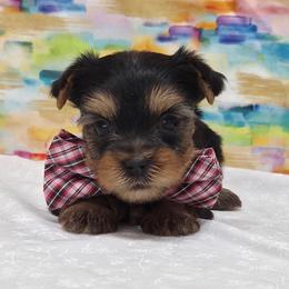 Harley - Blue and gold male Yorkshire Terrier puppy in Monticello, Iowa from Ashley’s Puppies