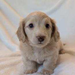 Snow - Cream female Dachshund puppy in San Diego, California from Sweetheart Doxies LLC