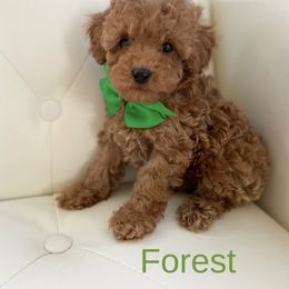 Forest - Poodle puppy from My Poodle Bears