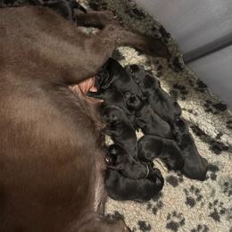 Boy 4 - Black male Labrador Retriever puppy in Menifee, California from The Golden Leash Kennels