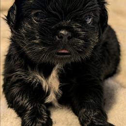 Walker - Black and white male Shih Tzu puppy in Claxton, Georgia from Small Pawz Shih tzu