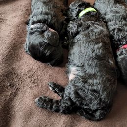 Goldendoodle Puppies from Haven Goldendoodles