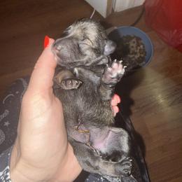 Boy 2 - Salt and pepper male Miniature Schnauzer puppy in Watauga, Texas from Sissy’s Schnauzers