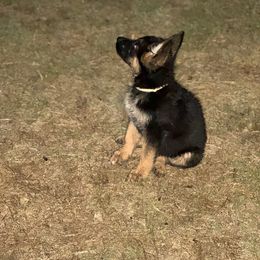 German Shepherd Puppies from Pridelands