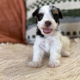 Freya - Liver female Miniature Schnauzer puppy in La Mirada, California from SchnauzersRus