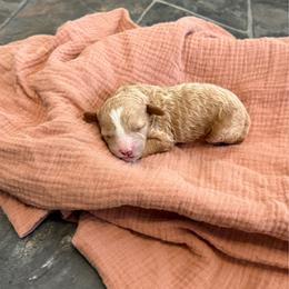 Hazel - Red and white female Cockapoo puppy in Mesa, Arizona from Goldenpaw Cockapoos