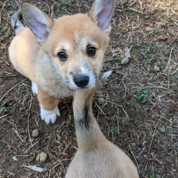 Pembroke Welsh Corgi Puppies from Trapmans Corgi's