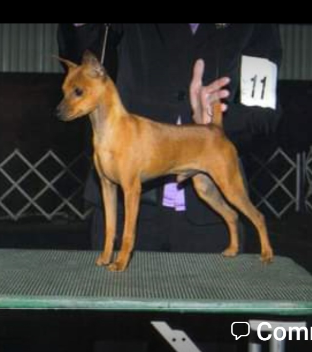 Surge - Miniature Pinscher